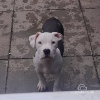 American Bulldog - Both