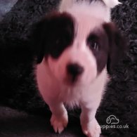 Bearded Collie - Dogs