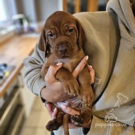 Hungarian Vizsla - Both