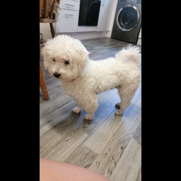 Bichon Frise