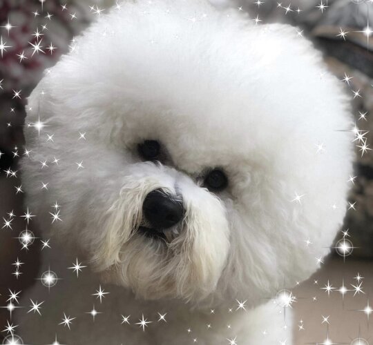 Bichon Frise