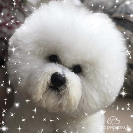 Bichon Frise