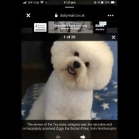 Bichon Frise