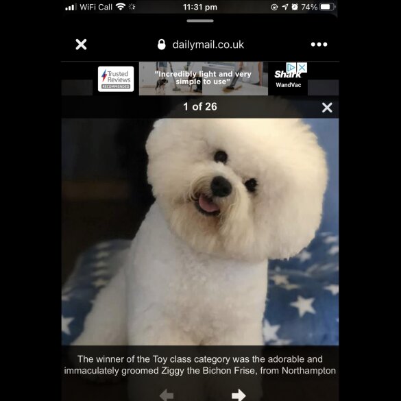 Bichon Frise