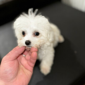 Bichon Frise - Dogs