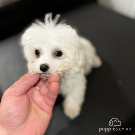 Bichon Frise - Dogs