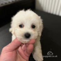 Bichon Frise - Dogs