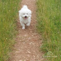 Bichon Frise