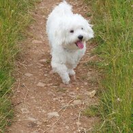 Bichon Frise