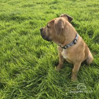 Boerboel - Both