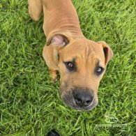 Boerboel - Both