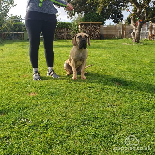 Boerboel - Bitches