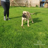 Boerboel - Bitches