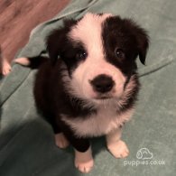 Border Collie - Both