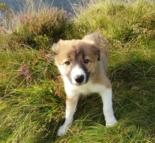 Border Collie