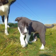 Border Collie - Bitches