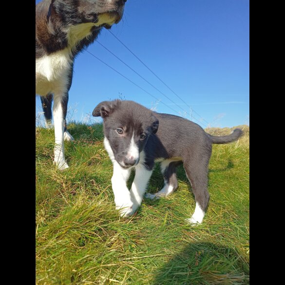 Border Collie - Bitches