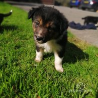 Border Collie - Both