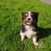 Border Collie - Both