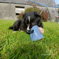 Border Collie - Both