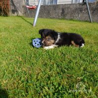 Border Collie - Both