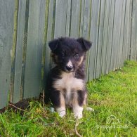 Border Collie - Both