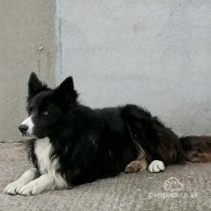 Border Collie - Both