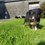 Border Collie - Both