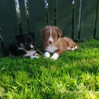 Border Collie - Both