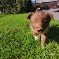 Border Collie - Both