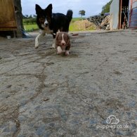 Border Collie - Both