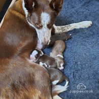 Border Collie - Both