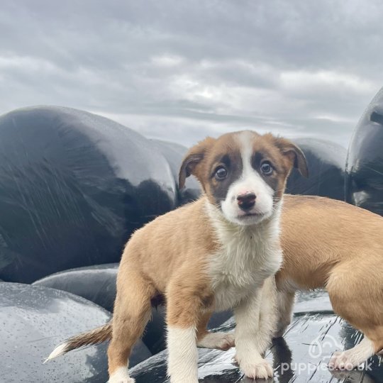 Border Collie - Both