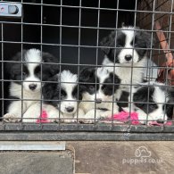 Border Collie - Both