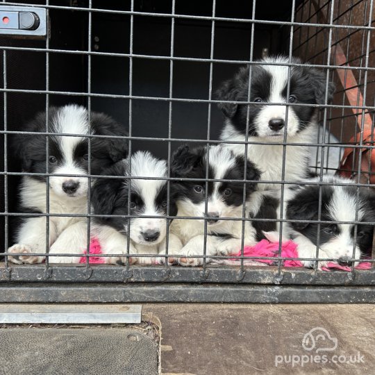 Border Collie - Both