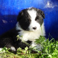 Border Collie - Both