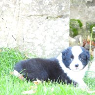 Border Collie - Both