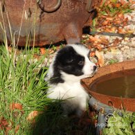 Border Collie - Both