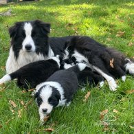 Border Collie - Both