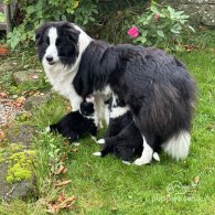 Border Collie - Both