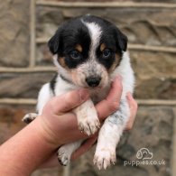 Border Collie - Dogs