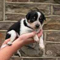 Border Collie - Dogs