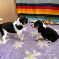 Border Collie - Dogs