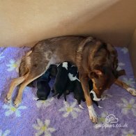 Border Collie - Dogs