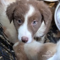 Border Collie - Both