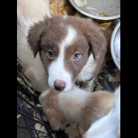 Border Collie - Both