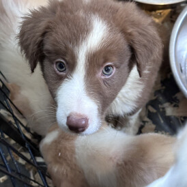 Border Collie - Both