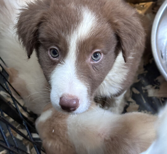 Border Collie