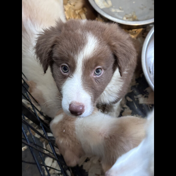 Border Collie - Both