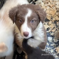 Border Collie - Both